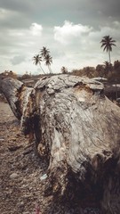 tree on the beach