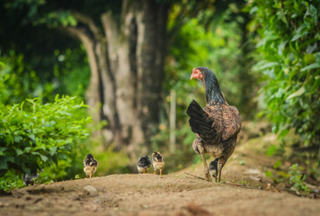 The mother hen took the baby out to walk and earn a living. In the forest area, there was a blurry background.