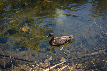 duck in the pond