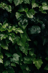 Green leaf nature wallpaper with black background