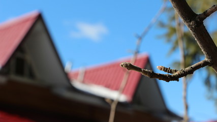 buds on a tree branch on a blurry background of a house with a red roof