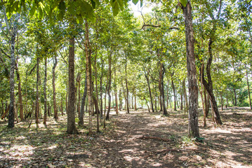 Forest on the Phu Phan mountain range, Sakon Nakhon province, Thailand