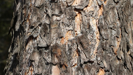 detailed bark on a pine trunk