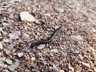 Centipede on a rough ground.