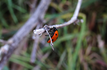 butterfly on a flower