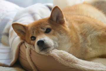 家でくつろぐ柴犬