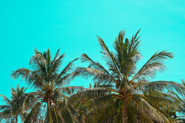 Fototapeta na wymiar Summer background of palm trees on blue or aqua menthe background. Space for text