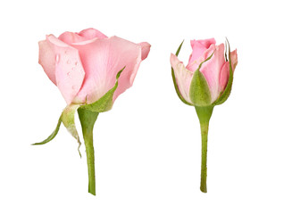 Two beautiful rose flowers isolated on white background. Pink rosebud on a green stem. Studio shot.
