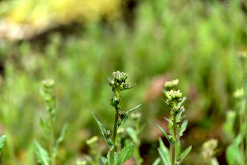 菜の花　つぼみ