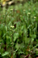 菜の花　つぼみ