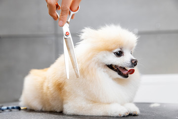 Concept hairdresser for animals, groomer has trimmed happy dog pomeranian spitz