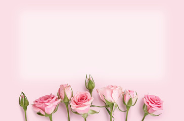 Pink roses on rose color background. Holiday flower background for invitation, banner