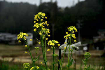 菜の花