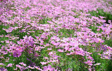 beautiful  pink flowers  in garden