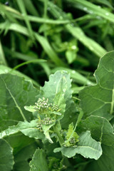 菜の花　つぼみ