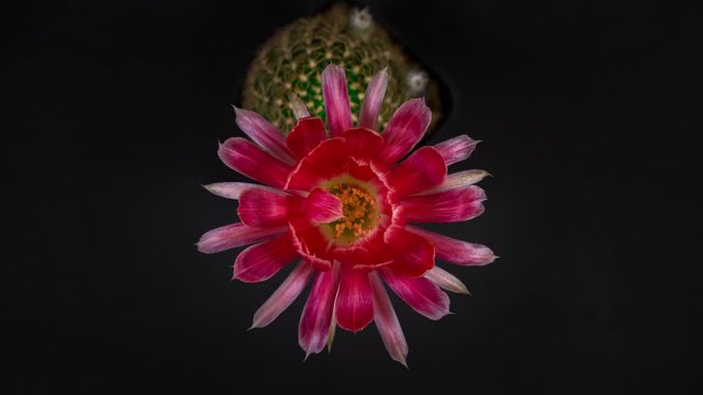 Time lapse of Pink cactus flowers blooming on black background.