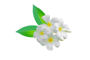 White plumeria flowers isolated on a white background clipping path.