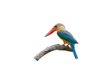 Beautiful bird in nature Stork-billed Kingfisher