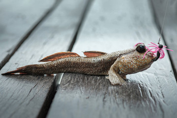 Mudskipper fishing with rubber jig bait