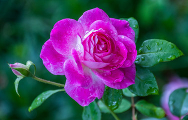 Soft focus bright pink rose with water droplets up close