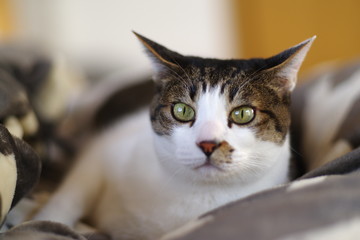 リラックスした猫