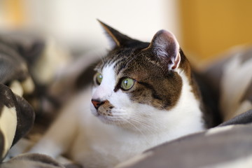 リラックスした猫