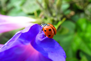ladybug on flower