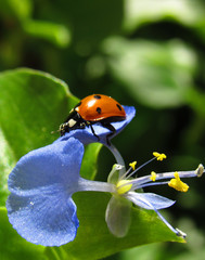 ladybug on flower