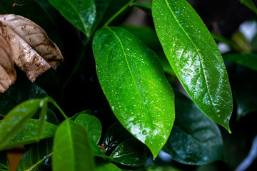 Morning dew on the surface of tropical green leaves