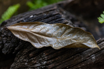  A dry brown leaf is on a burned stump