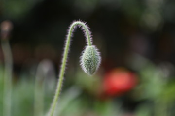 Many of beautiful flowers in Spring