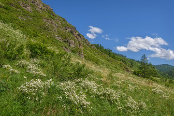 Fototapeta na wymiar spirea mountains flowers white bush meadow