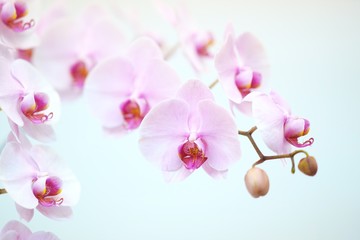 美しい世界の洋ラン