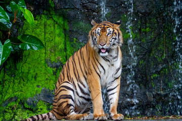 Fototapeta na wymiar Close up tiger sit down in front of the waterfall