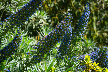 flowers in the garden