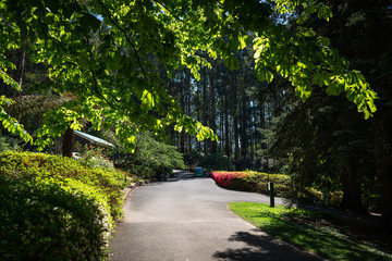 road in the park