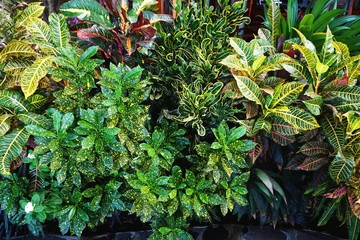 Exotic tropical houseplants growing outdoors in Bali Indonesia