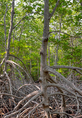 Pranburi Forest Park in Hua hin mysterious mangroves