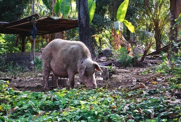 A pig roots for grubs and other forage in rural Bali Indonesia