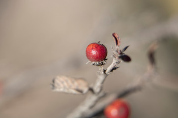 red berries in desert 
