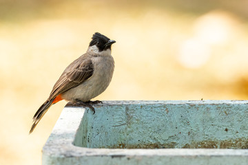 Sooty-headed Bulbul perching on a cement basin with blur pale yellow background