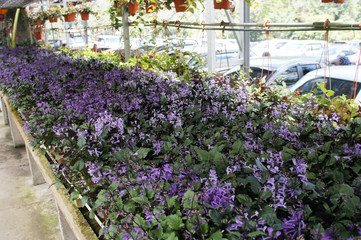 Lavender in flower farm in Cameron Highland, Malaysia. Planted in small pots. Widely planted for decoration and sale.