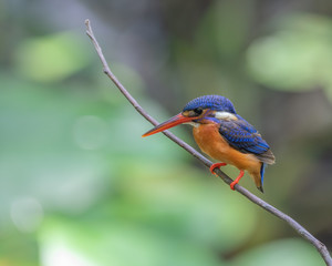 Blue-eared Kingfisher (Alcedo meninting) perching on a tree branch with blurry background