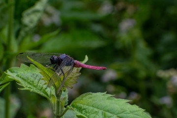 Dragonfly on a flower Laos Asia