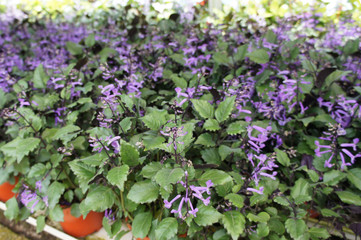 Lavender in flower farm in Cameron Highland, Malaysia. Planted in small pots. Widely planted for decoration and sale.