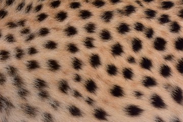 Feathers and black polka dots on Cheetah