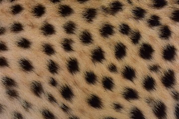 Feathers and black polka dots on Cheetah
