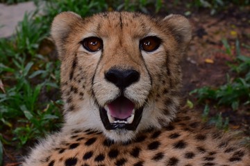 The face from the front of Cheetah