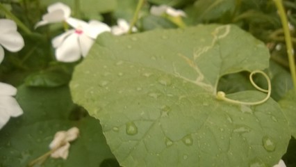 green leaf flower