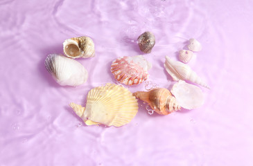 Fototapeta na wymiar Group of shells and water on pastel background